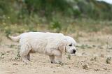 GOLDEN RETRIEVER 314